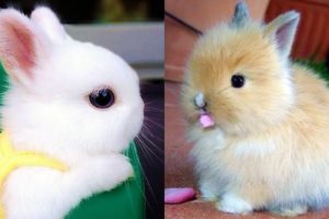 Funny Baby Rabbit Videos - Cute Baby Rabbits - Funny Bunny Baby Videos - Cute Bunnies Video