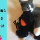 Funny Cats Playing With Halloween Dancing Stuffed Plush Animal