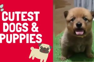 Funny Dogs & Cute Puppies - Amazing Videos