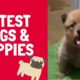 Funny Dogs & Cute Puppies - Amazing Videos