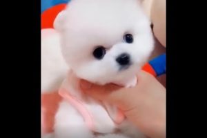 Funny Dogs and Cute Puppies compilation