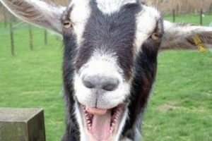 Funny Goats Screaming like Humans