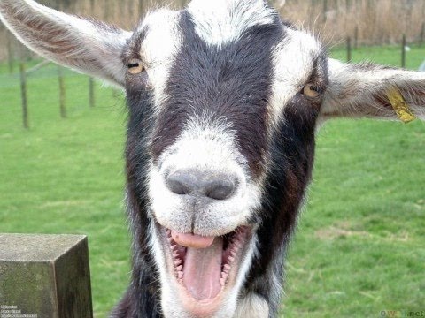 Funny Goats Screaming like Humans