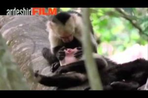Funny Loving Playing & Singing Animals.flv