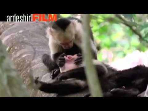 Funny Loving Playing & Singing Animals.flv