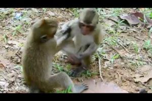Funny Monkey Update, Monkey plays forever baby,Wild Animals