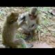 Funny Monkey Update, Monkey plays forever baby,Wild Animals