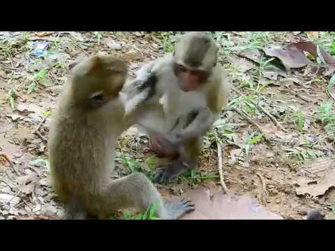 Funny Monkey Update, Monkey plays forever baby,Wild Animals