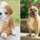 Funny and Cute Dog Compilation - Cute french bulldog puppies | Funny Cute Animals 2019