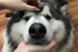 Funny and cute husky compilation 2019 - Puppies TV