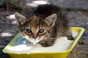 Funny baby animals drinking milk - Cute animal compilation