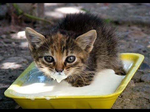 Funny baby animals drinking milk - Cute animal compilation