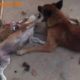 ?Funny cute puppies VS dogs,Cats and Dogs Life