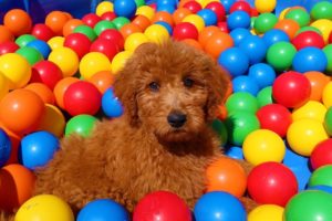 Golden Doodle Puppies First Bath!