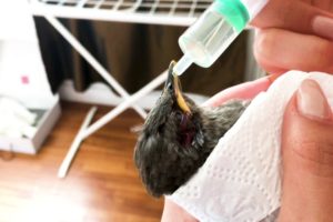 Good Samaritan Rescues Bird From Certain Death | Animal Rescue Videos