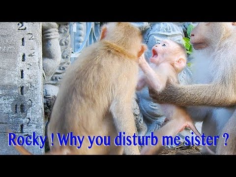 Gorgeous Baby Rocky ! Why Do You Disturb my Playing Sister Rozana ? So Great Rozy Grooming Rozana