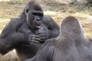 Gorillas Play Fight 1Hour UHD 4K FYV