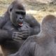 Gorillas Play Fight 1Hour UHD 4K FYV