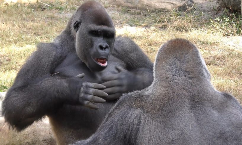 Gorillas Play Fight 1Hour UHD 4K FYV