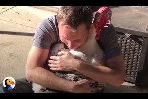 Guy Adopts A Turkey — Ends Up With A Turkey Family | The Dodo
