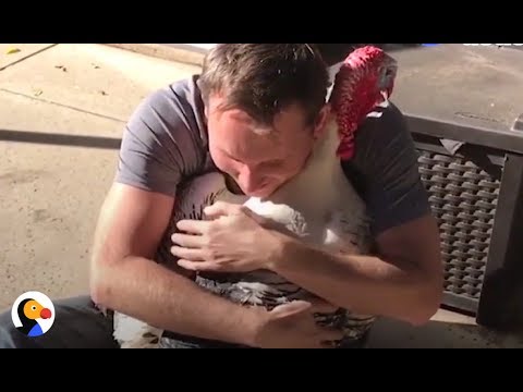 Guy Adopts A Turkey — Ends Up With A Turkey Family | The Dodo