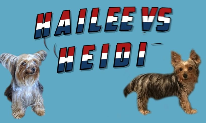 Hailee & Heidi   Cute Puppies Play Wrestling