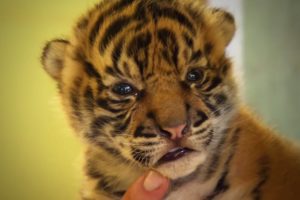 Handraising Twin Tiger Cubs | Tigers About The House | BBC