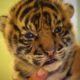 Handraising Twin Tiger Cubs | Tigers About The House | BBC