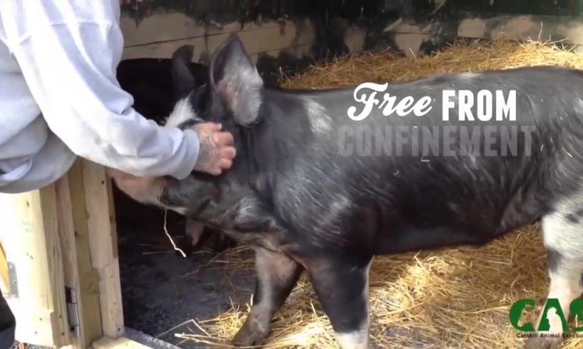 Happy Rescued Animals