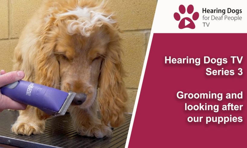 Hearing Dogs TV S3 E3: Haircut time for our ridiculously cute puppies!