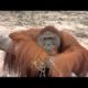 Hercules the Orangutan | Orangutan Diary | BBC