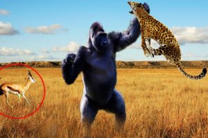 Hero Monkey Saving Gazelle From Leopard Hunting | Animals Rescue Other Animals Compilation