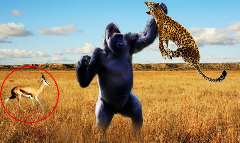 Hero Monkey Saving Gazelle From Leopard Hunting | Animals Rescue Other Animals Compilation