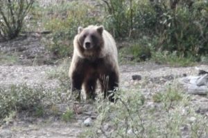 Hiker Taking Photos is Killed by Grizzly Bear.