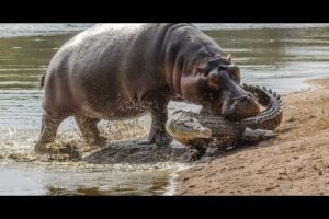Hippo Attack Crocodile , Hippo vs Crocodile Real Fight