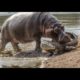 Hippo Attack Crocodile , Hippo vs Crocodile Real Fight