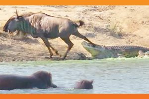 Hippos Come to Rescue Wildebeest from Crocodile