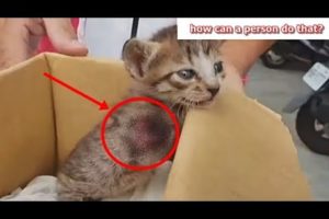 Homeless and Legless Kitten was left overboard in a box #Animal Rescue 2019