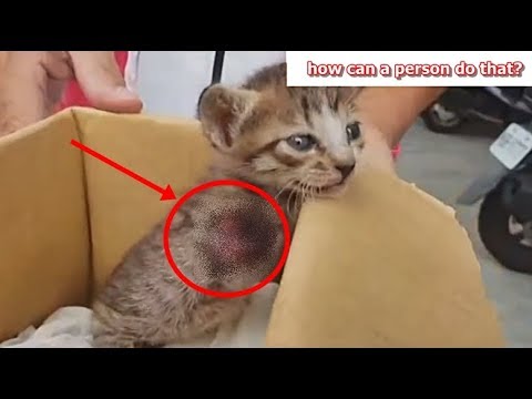 Homeless and Legless Kitten was left overboard in a box #Animal Rescue 2019