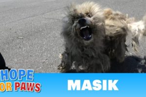 Homeless dog fights us even though he was badly injured!