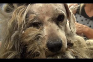 Hope For Paws: Benji was homeless his whole life... WATCH what happens next!  Please share.