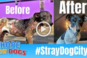 Hope For Paws Rescue Mangy Dog And You Wont Believe How He Looks Today #StrayDogCity