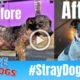 Hope For Paws Rescue Mangy Dog And You Wont Believe How He Looks Today #StrayDogCity