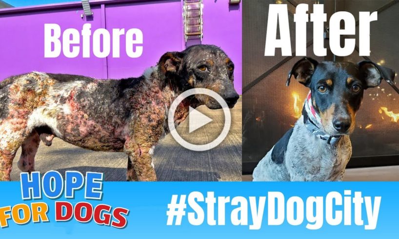 Hope For Paws Rescue Mangy Dog And You Wont Believe How He Looks Today #StrayDogCity