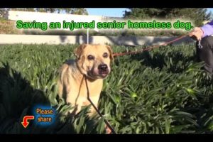 Hope For Paws: Saving an injured senior homeless dog from hard life on the streets.  Please share.