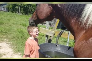 Horses Playing with Other Animals - This video is the RIGHT ADDRESS If you WANT TO DIE FROM LAUGHING