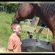 Horses Playing with Other Animals - This video is the RIGHT ADDRESS If you WANT TO DIE FROM LAUGHING