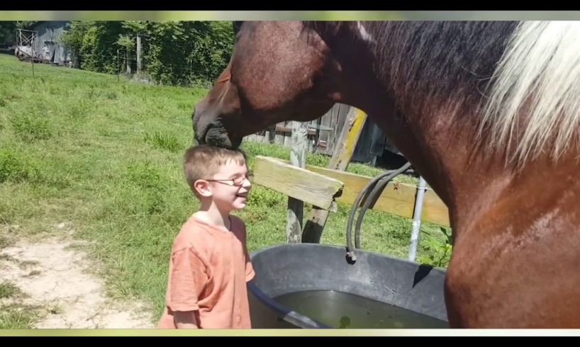 Horses Playing with Other Animals - This video is the RIGHT ADDRESS If you WANT TO DIE FROM LAUGHING