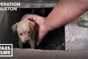 Houston Dog Rescuers Save Homeless Puppies From Under House - Hope For Dogs | My DoDo