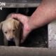 Houston Dog Rescuers Save Homeless Puppies From Under House - Hope For Dogs | My DoDo